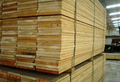 Gỗ thông (gỗ pine) vua của các loại gỗ rừng