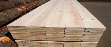 Các đặc tính gỗ thông trắng (gỗ white pine) nhập khẩu